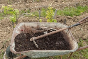 La brouette contenant le compost et les pieds à planter