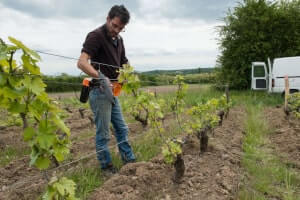 Le viticulteur inspecte le pied vigne avant de lui donner sa nouvelle forme