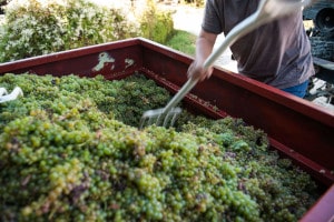 Un viticulteur rassemble les grappes en tas dans la remorque
