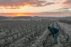 Le viticulteur taille sa vigne encore gelée dès l'aube
