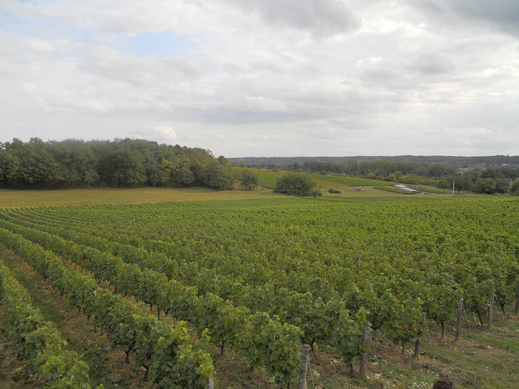 Le champ de vigne