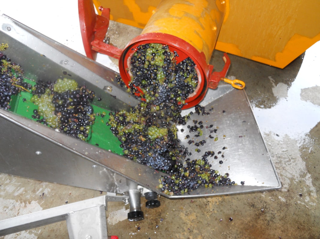 Les grappes sortent de la benne pour aller dans la girage