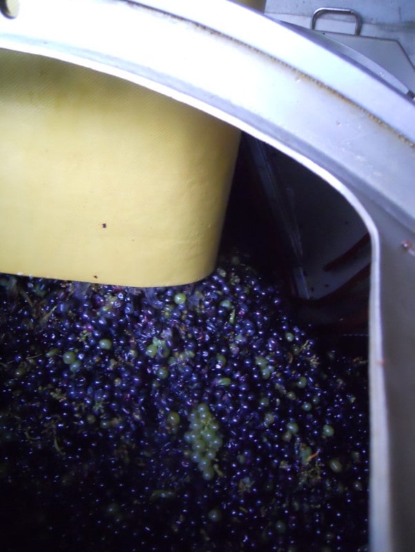 Les grappes sont dans le pressoir