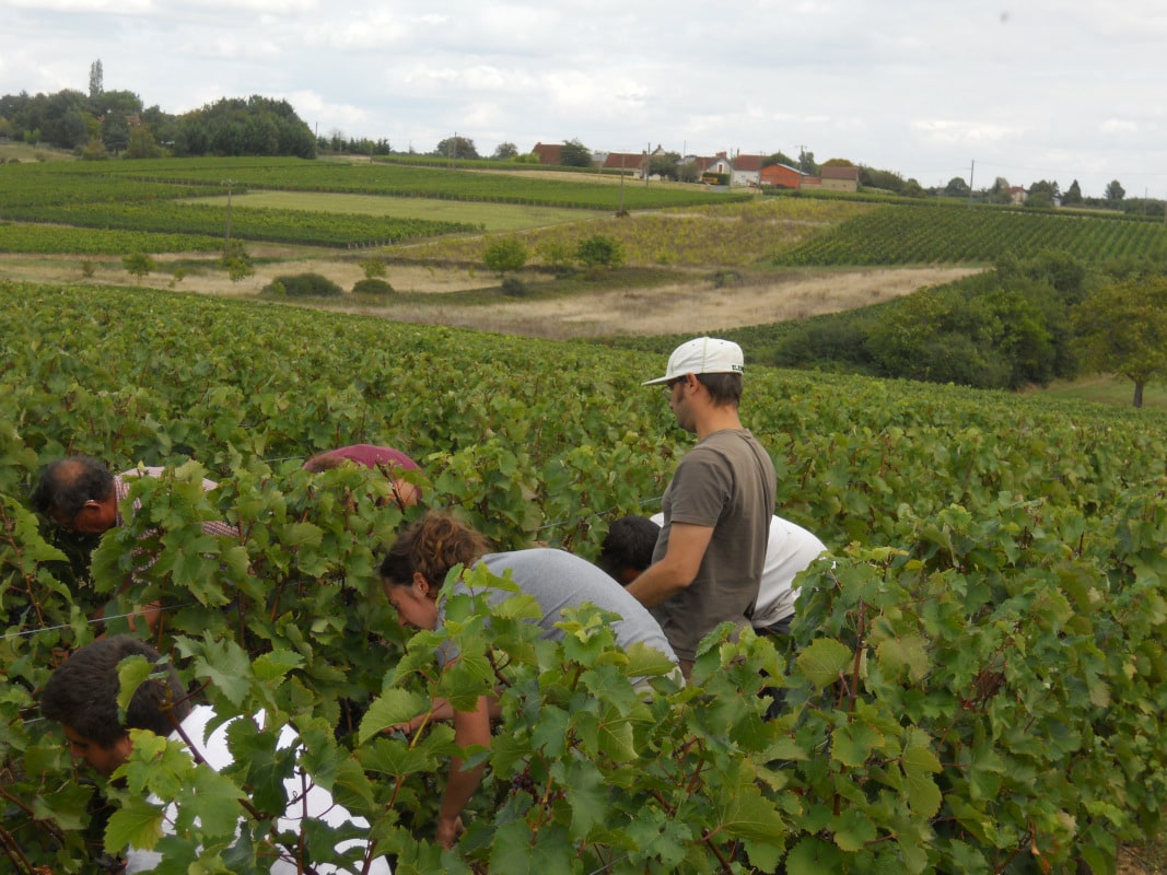 Les vendangeurs se mettent à l'oeuvre