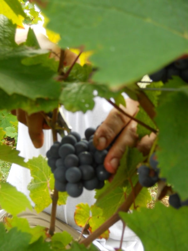 Grappe de raisin noir