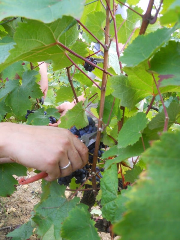 Coupe d’une grappe