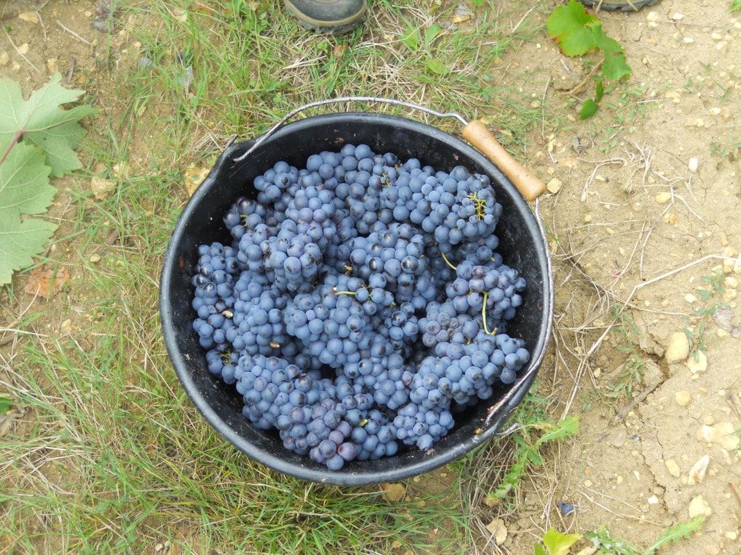 Seau de grappes de Pineau d’Aunis
