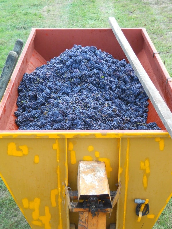 L’idéal à moitié pleine de Pineau d’Aunis