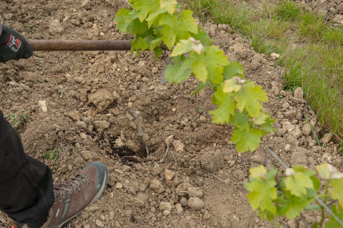 Il rebouche le reste du trou avec de la terre