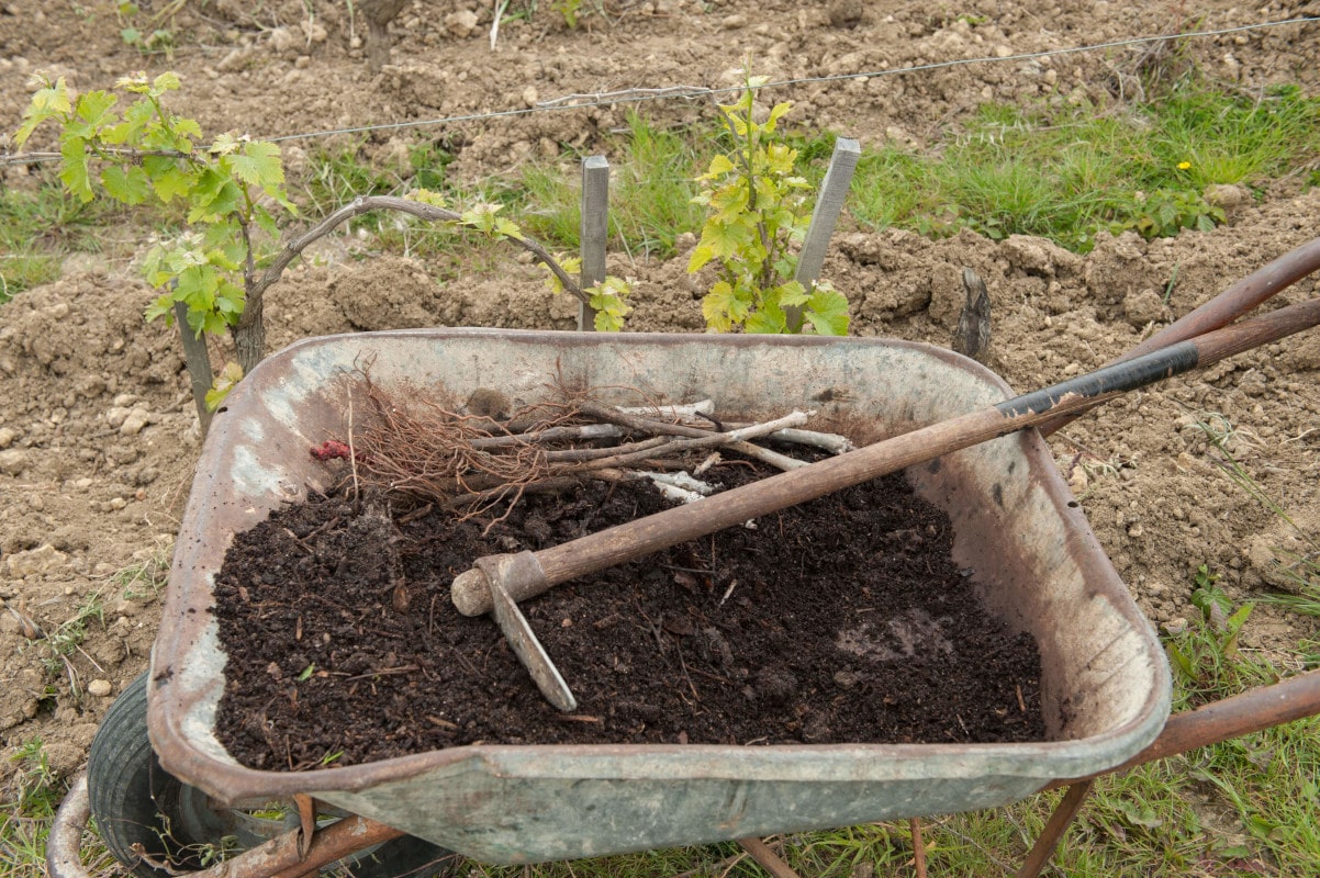 La brouette contenant le compost et les pieds à planter