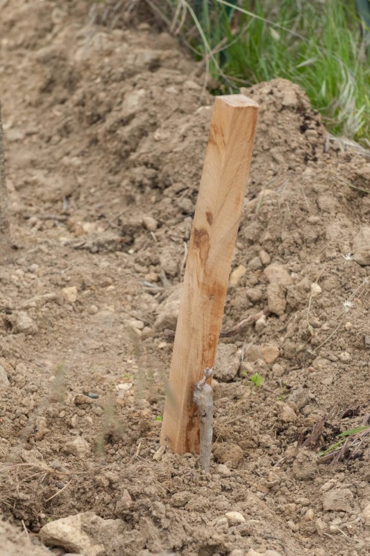 Un tuteur est mis à côté du pied de vigne