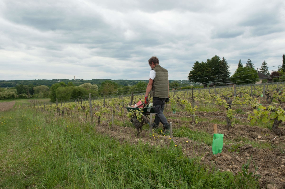 Le pied de vigne est totalement caché par le plastique