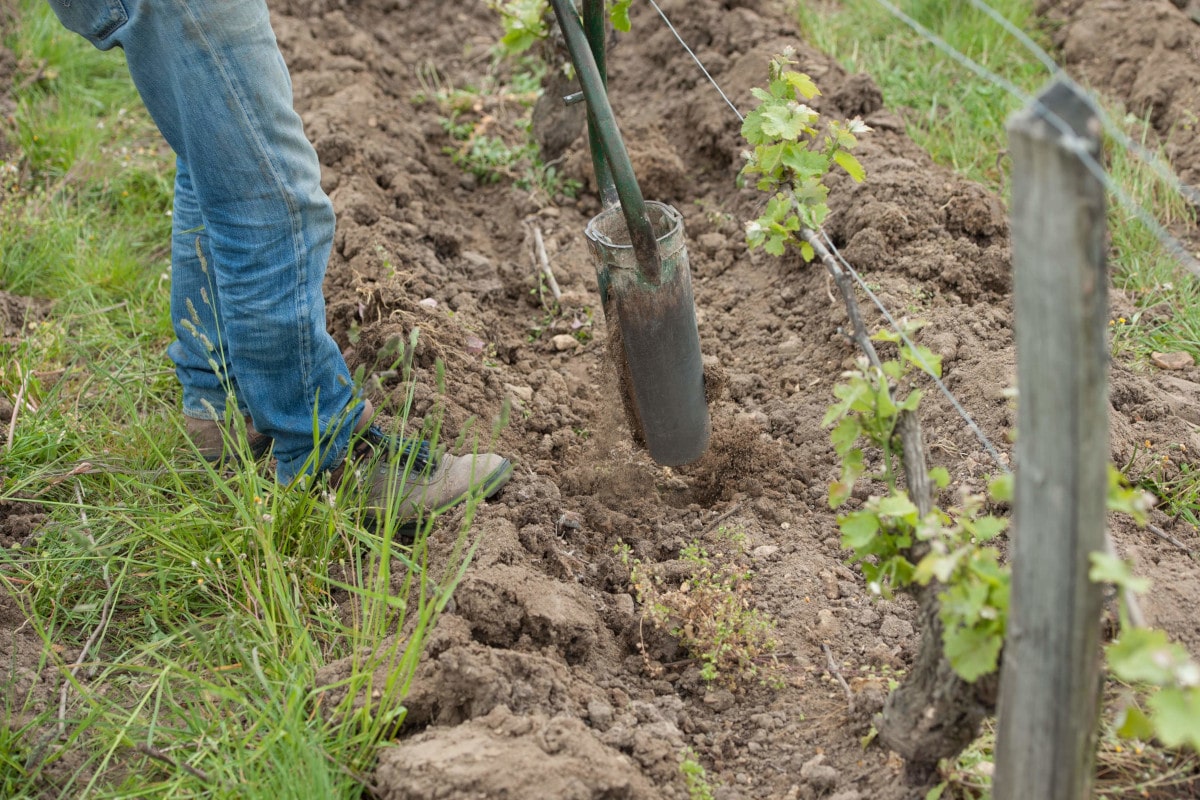 Il le place à l'endroit choisi dans le rang