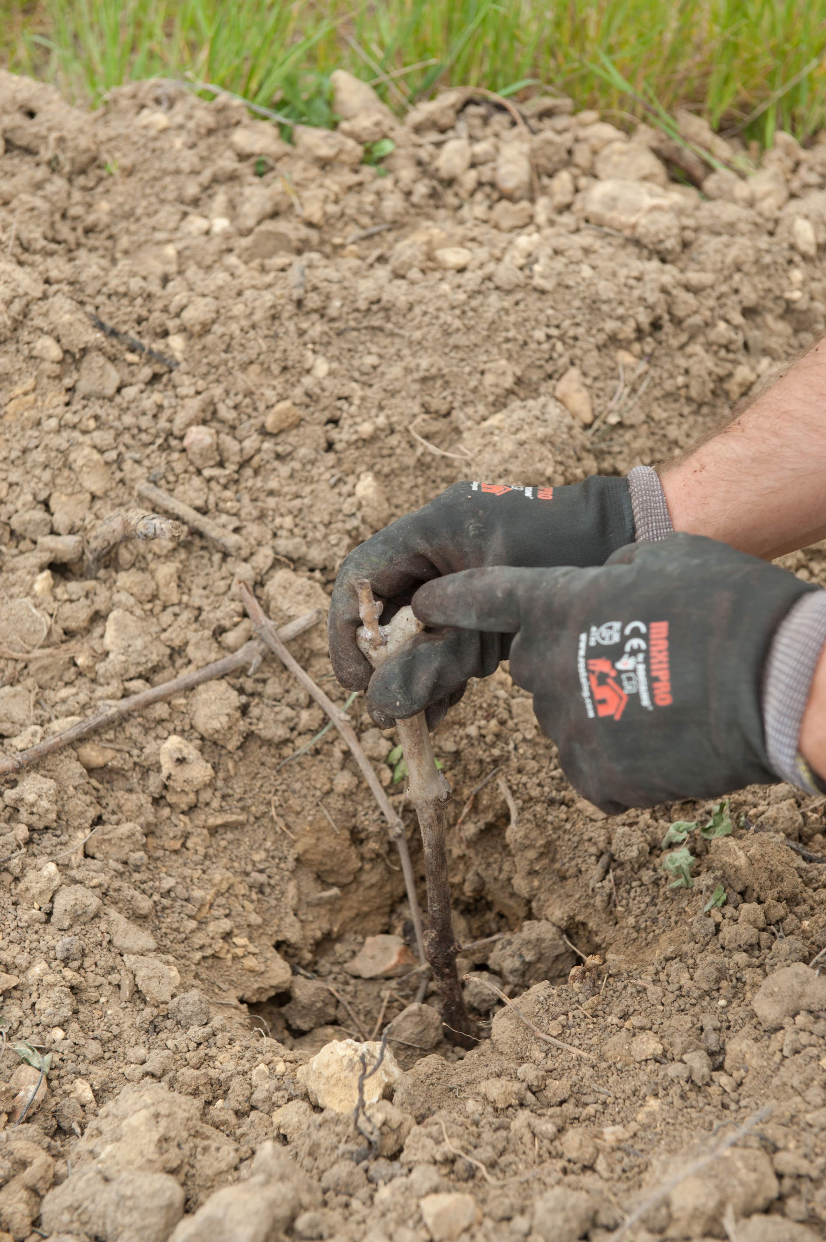 Il plante le jeune pied et recouvre le trou de terre à mi hauteur