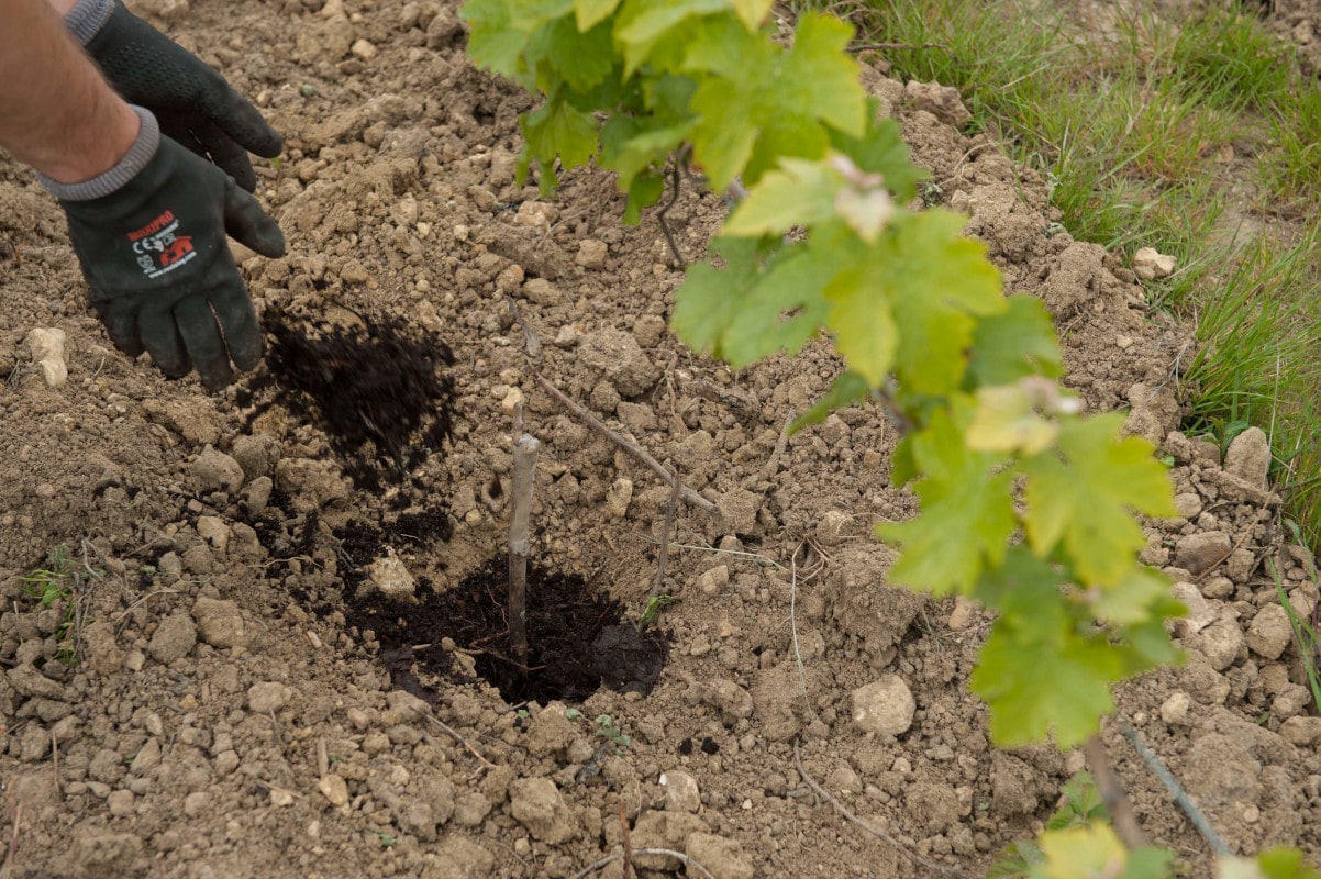Il ajoute du compost