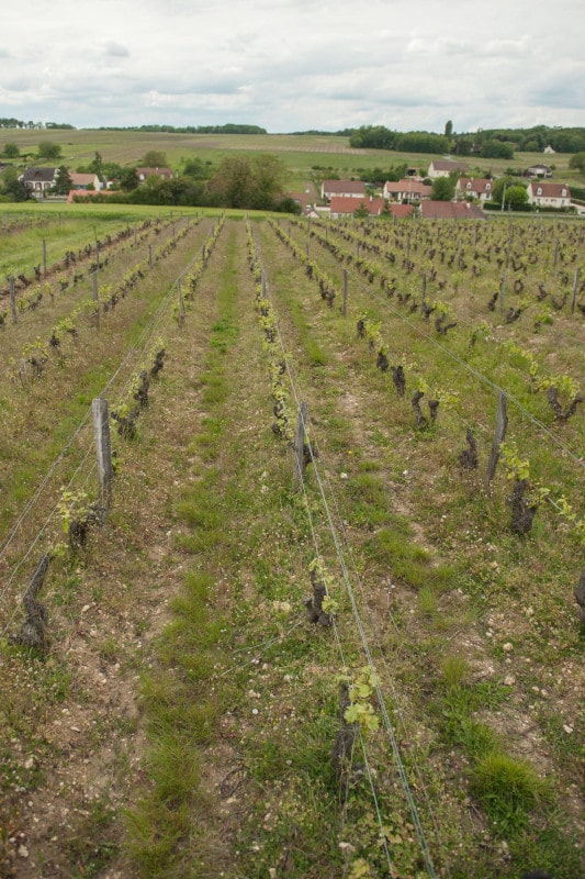Le champ de vigne avant le décavaillonnage