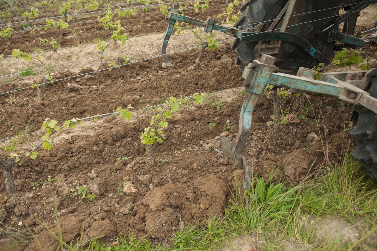 La terre est retournée, la vigne n'aura plus de concurrence