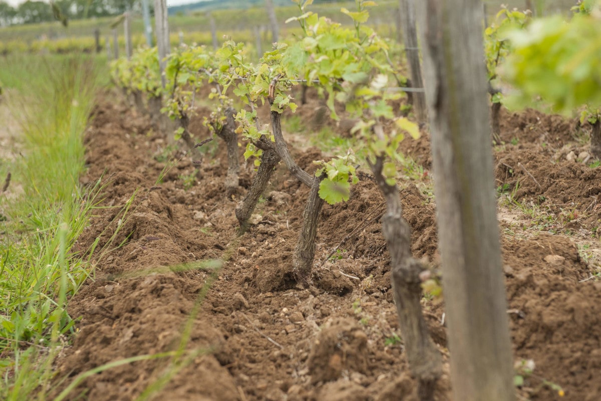 Les rangs de vignes avec les sillons tout frais