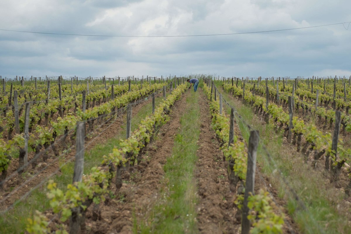 Vue d'ensemble de la vigne