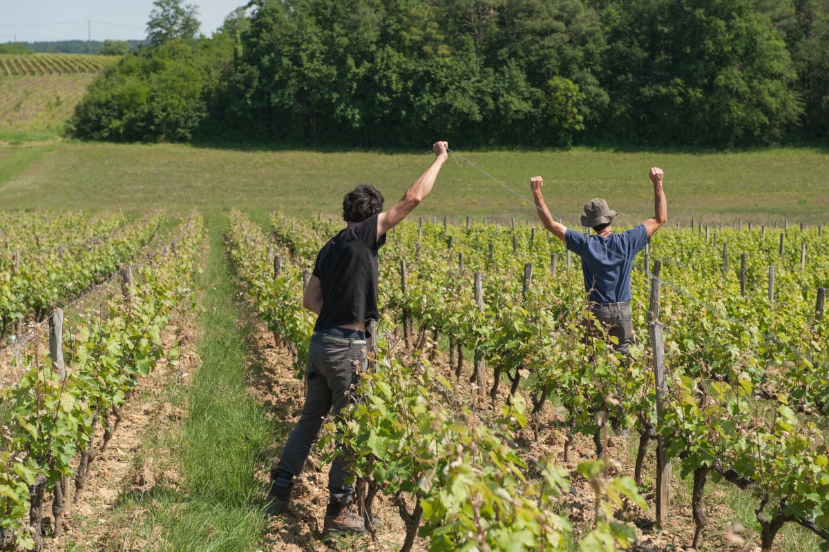 Les vignerons tendent des fils de fer au dessus des rangs de vigne