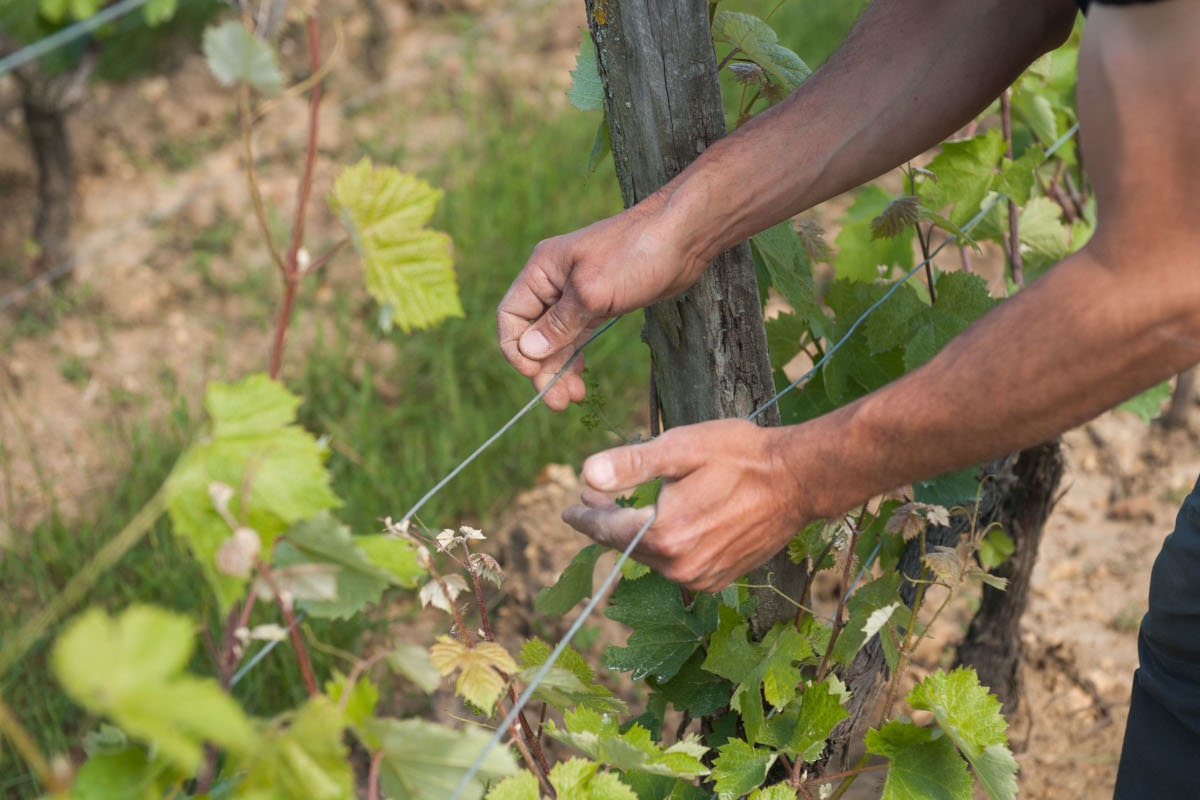 Il approche la pousse de vigne pour quelle court sur le fil
