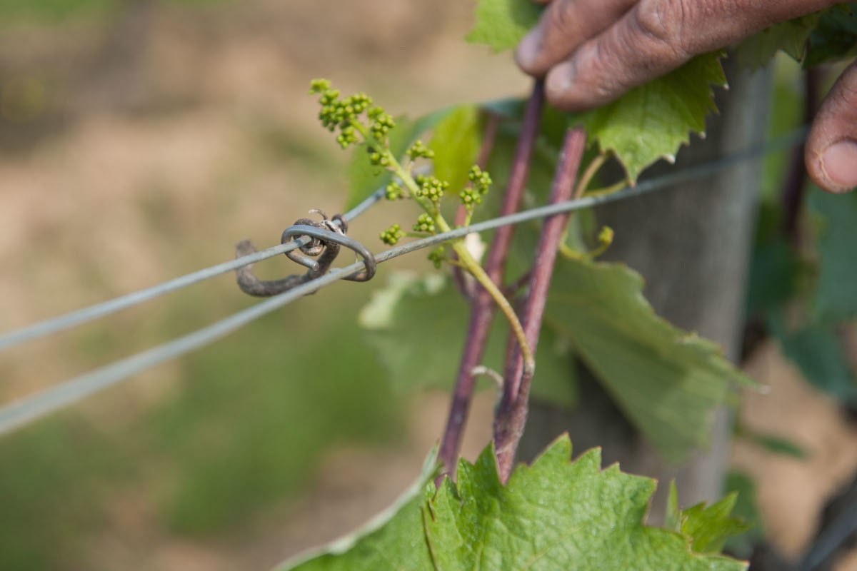 Il rapproche les fils de fer avec un anneau