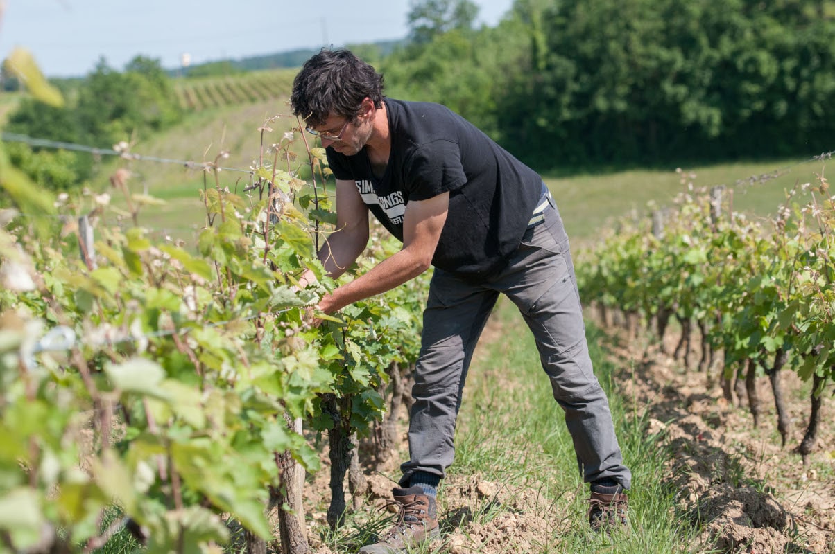 Le viticulteur avance dans le rang de vigne