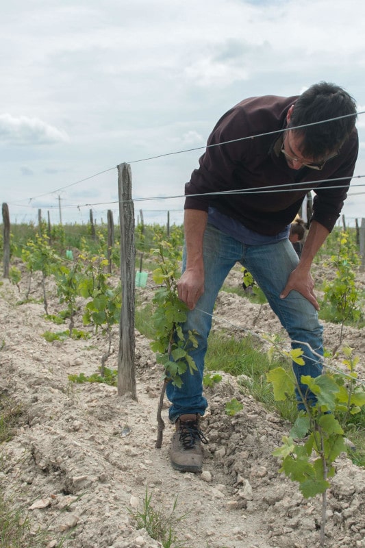 Le viticulteur controle la pousse des vignes