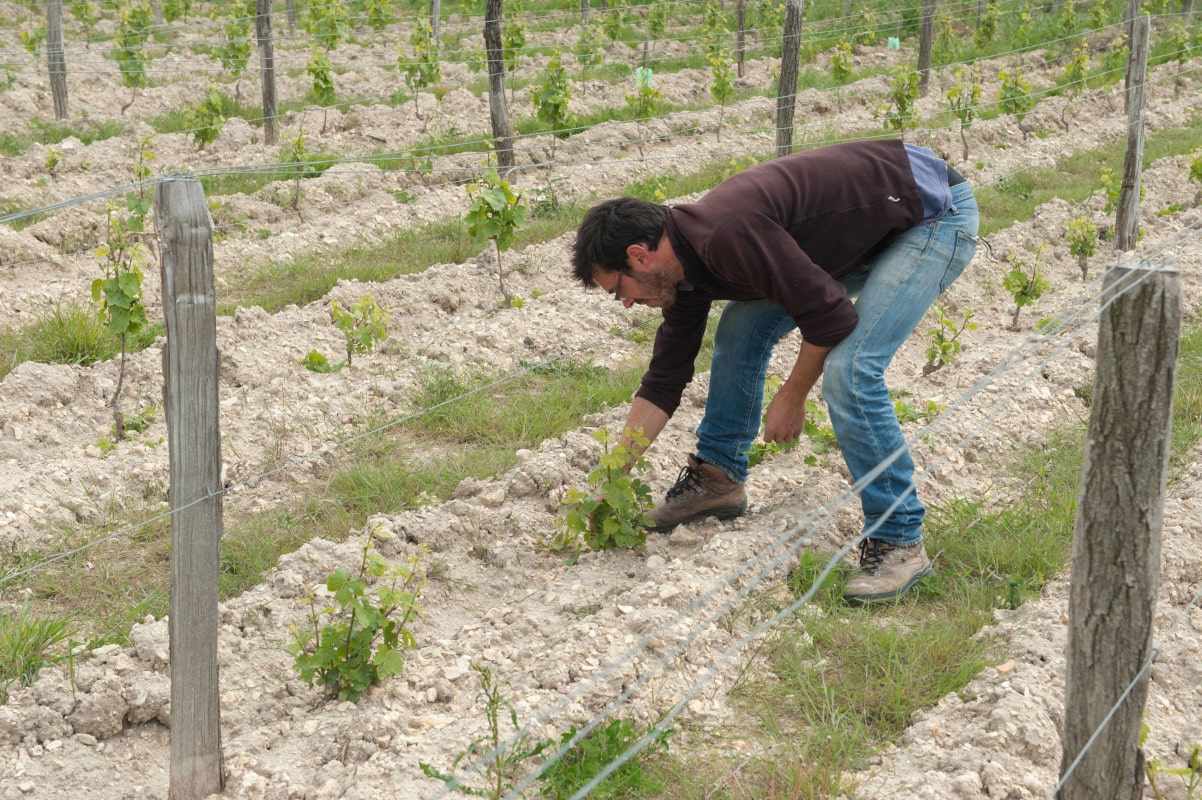 Il mesure avec sa main la hauteur pour enlever les bourgeons du bas du pied