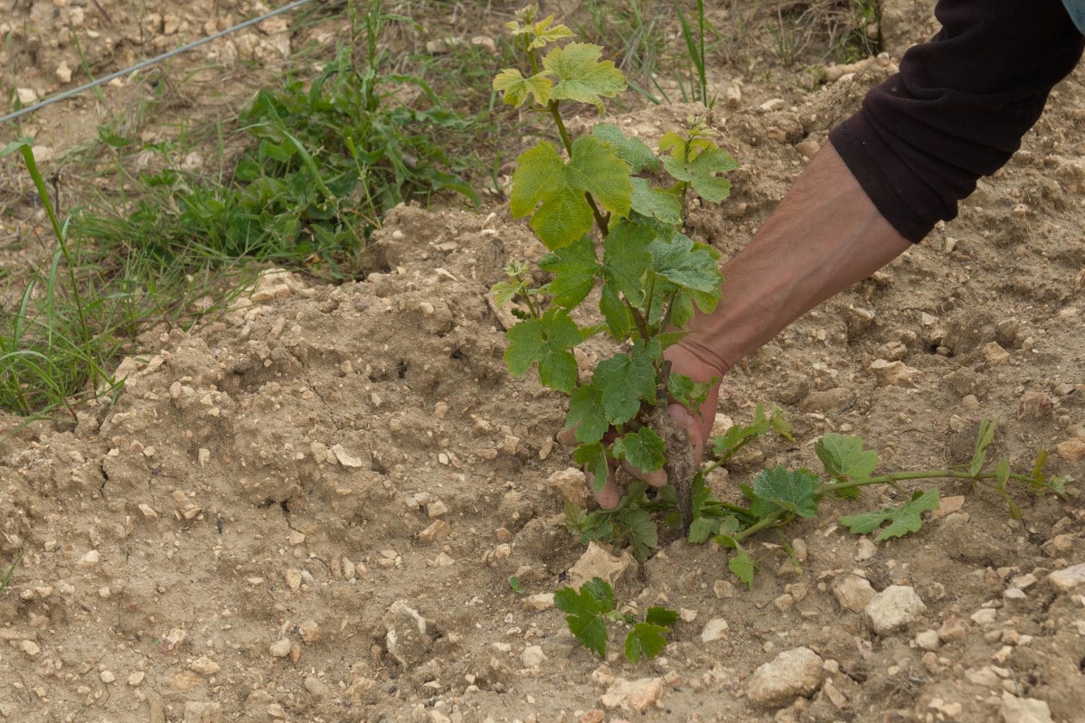 Zoom sur sa main et le pied de vigne