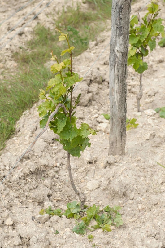 Le bas du pied est dégagé