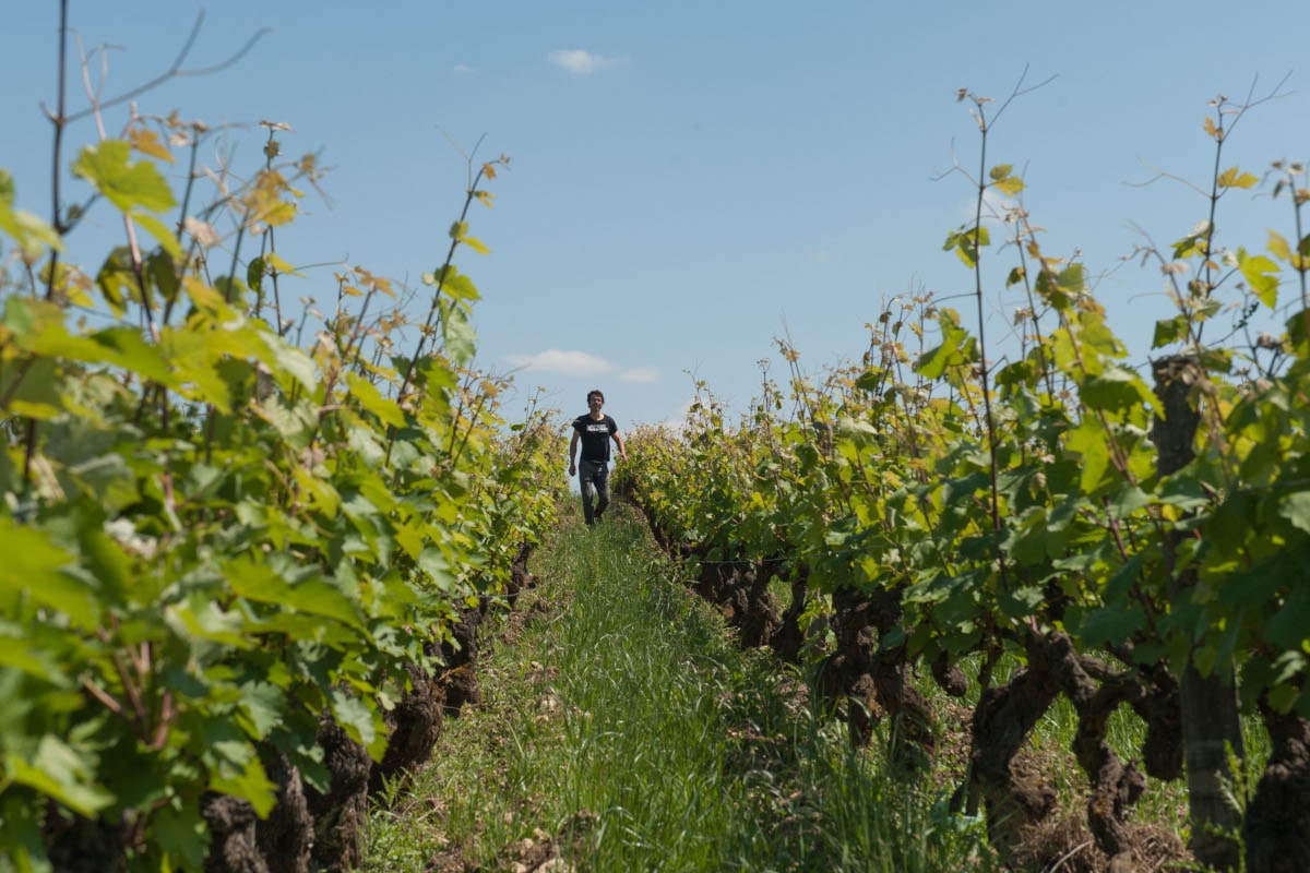 Le vigneron parcourt les rangs de vigne