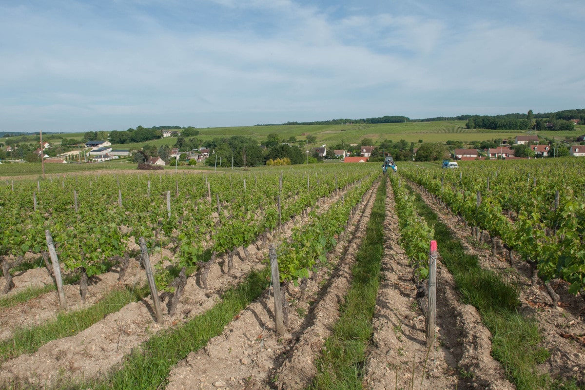 La parcelle de vigne en été
