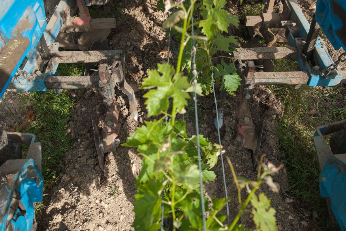 Deux sillons sont labourés de chaque côté du rang