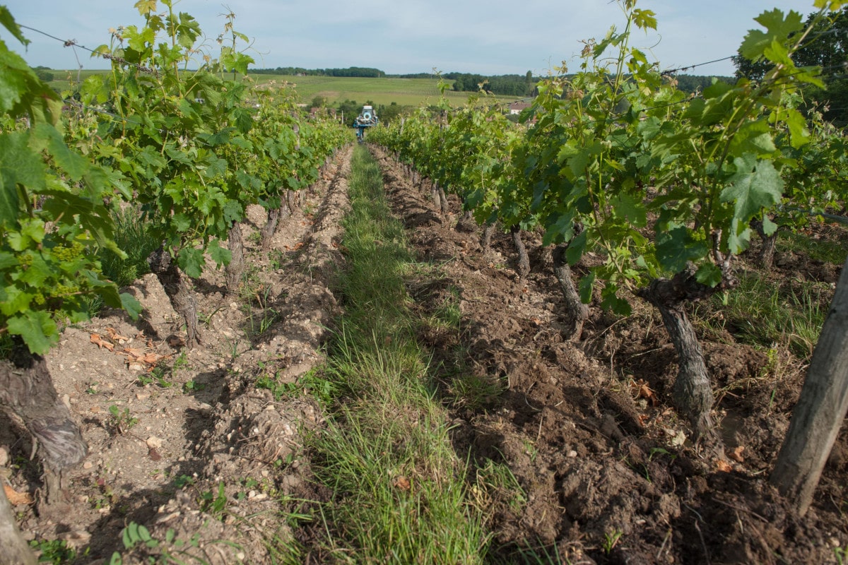 Perspective des rangs labourés