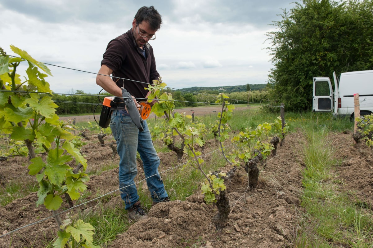 Le viticulteur inspecte le pied vigne avant de lui donner sa nouvelle forme