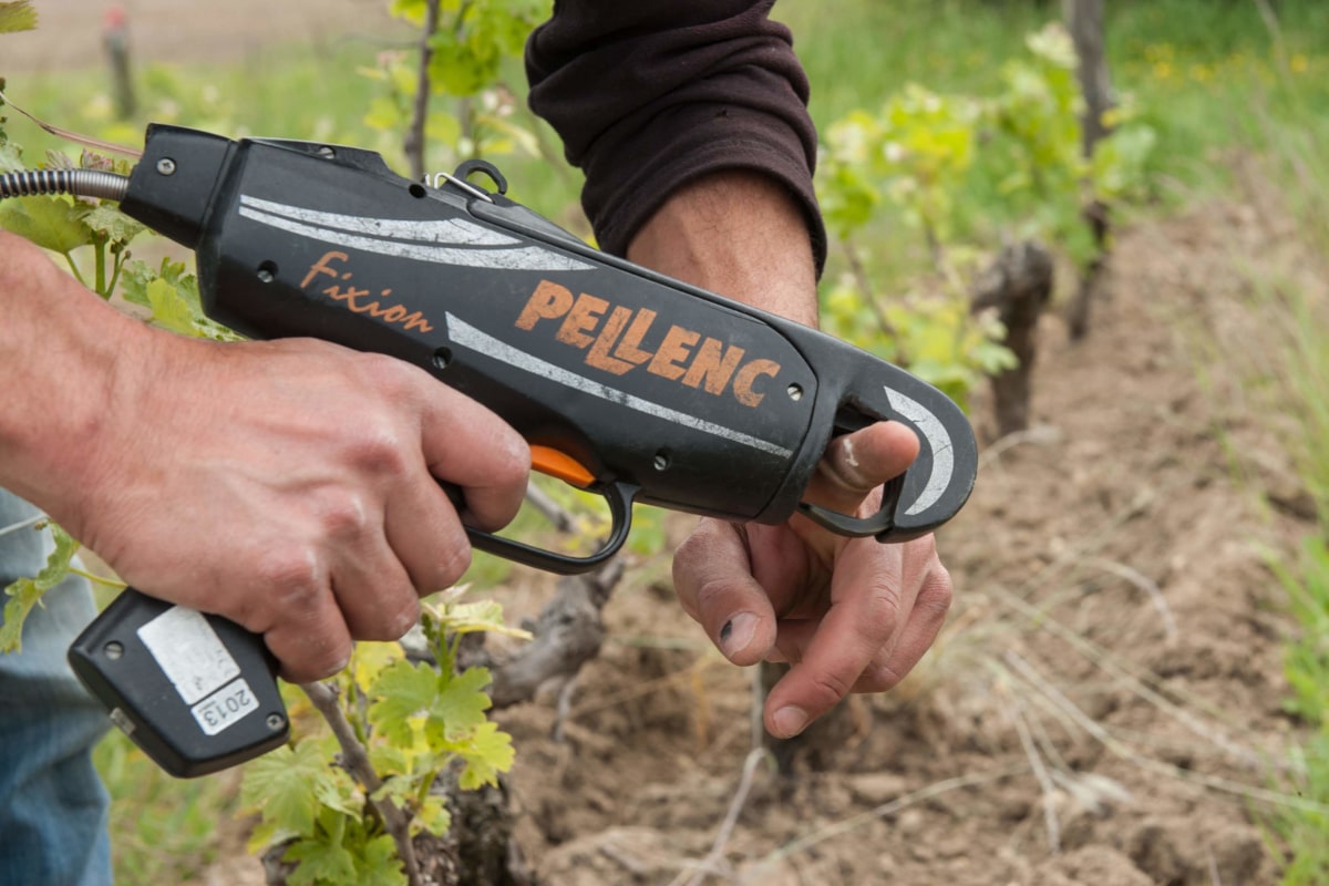 Il teste son outil pour attacher la vigne avec son doigt