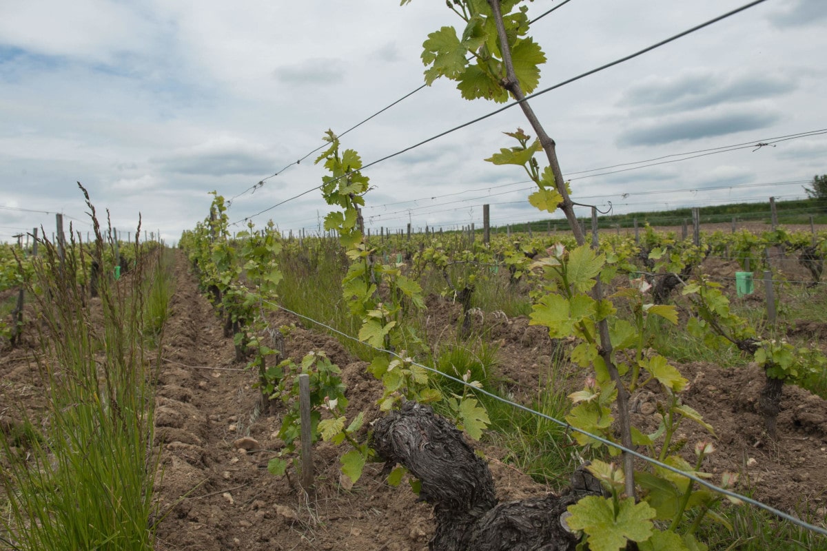 Avant pliage, la vigne grimpe à la verticale