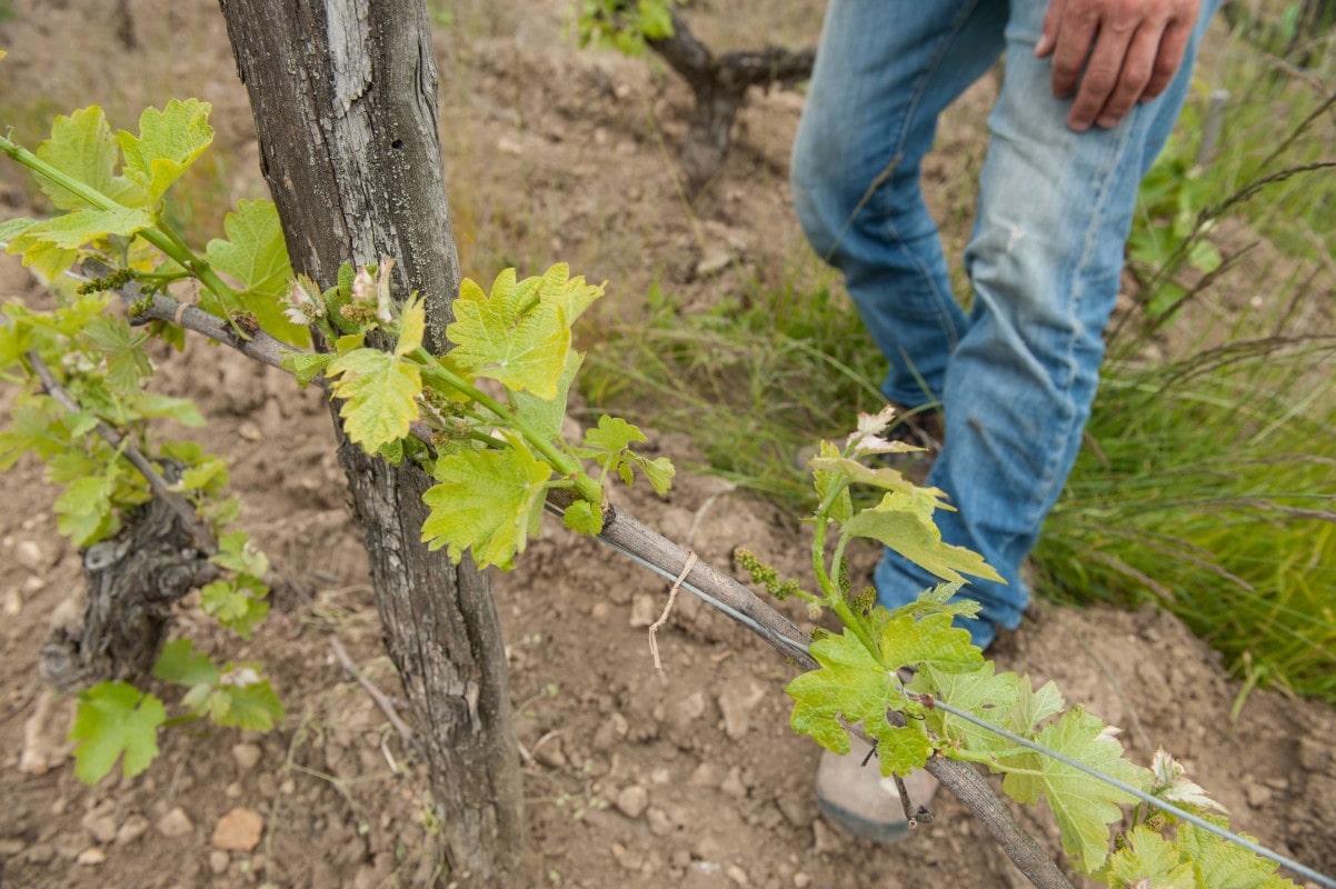 Le sarment est attaché à l'horizontal