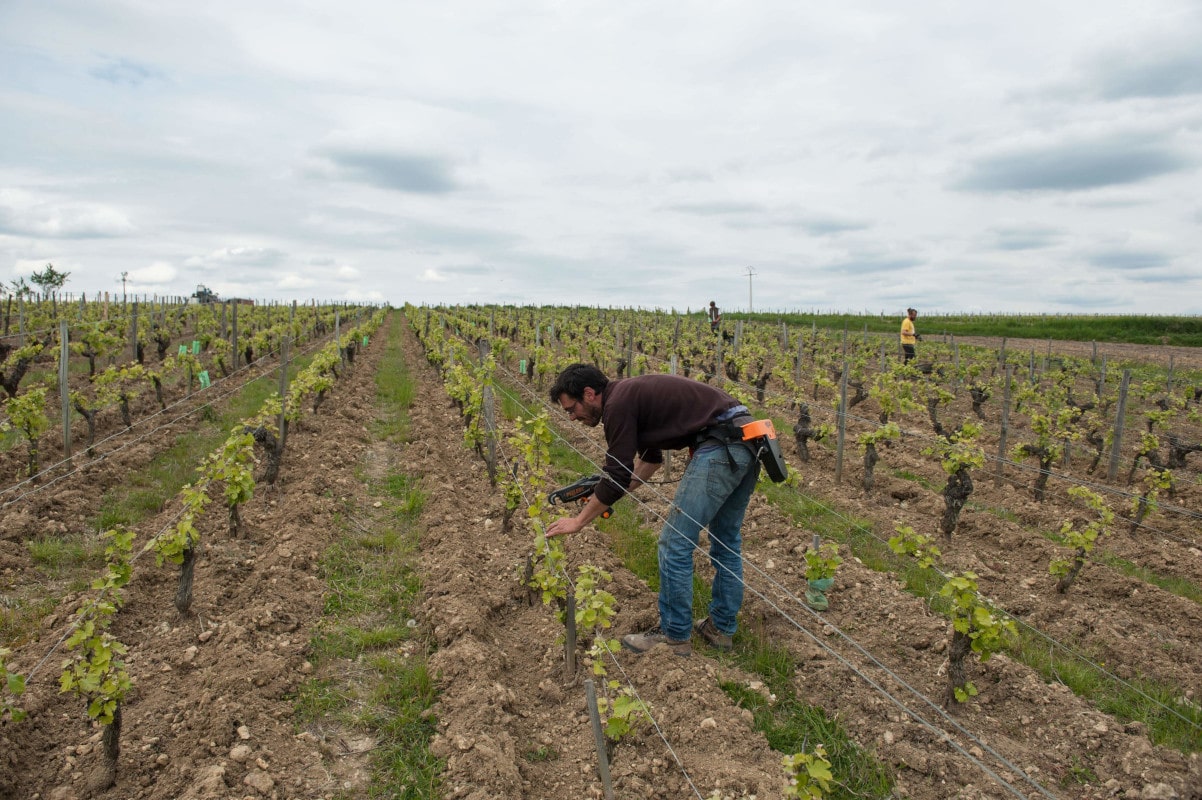 Le viticulteur avance dans le rang de vigne