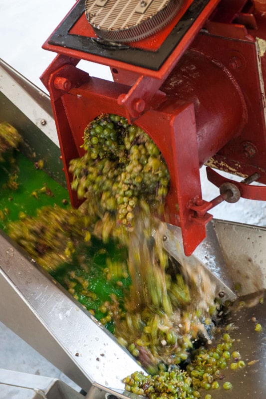 Les grappes sont versées dans la girafe