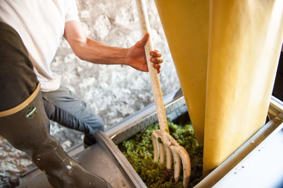 Le viticulteur tasse les grappes à la fourche dans le pressoir