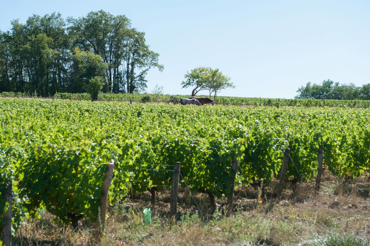 Le champ avant la récolte