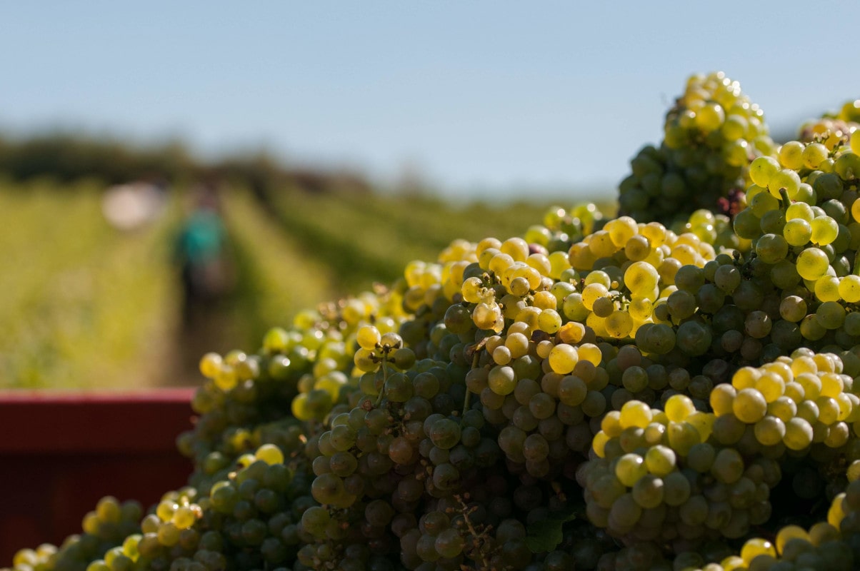 Zoom sur la pyramide de grappes dans la remorque