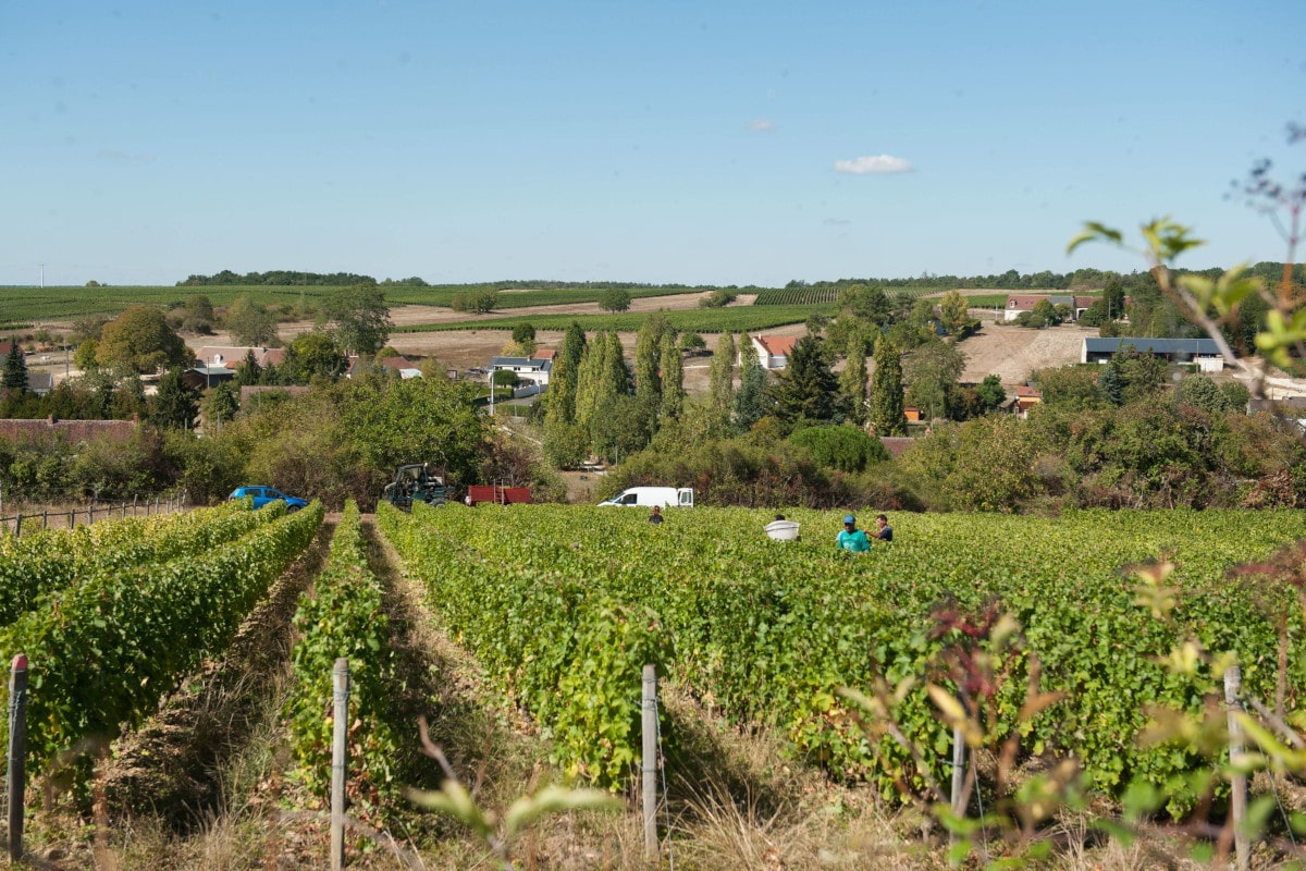 Les vendangeurs se placent au milieu du rang