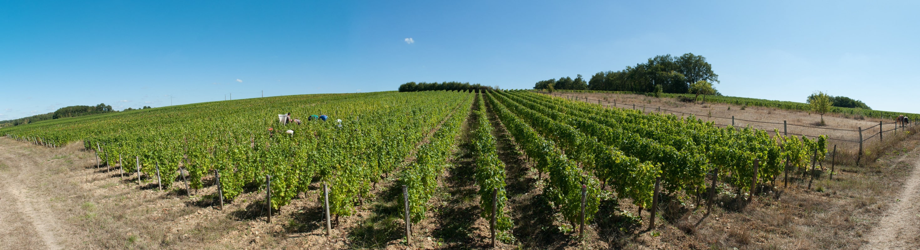Panoramique du champ avec les vendangeurs à l'ouvrage