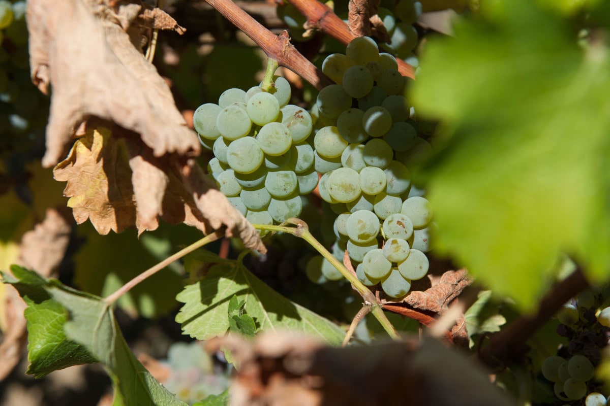 Zoom sur une grappe de raisin blanc