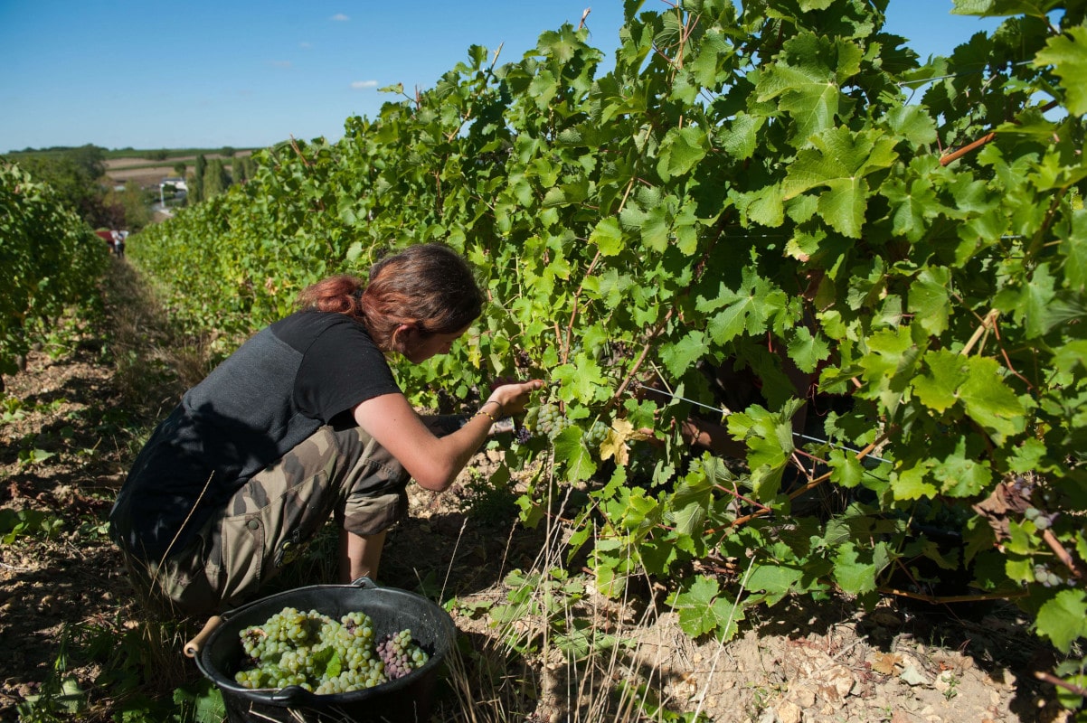 Une vendangeuse remplit son seau de grappes
