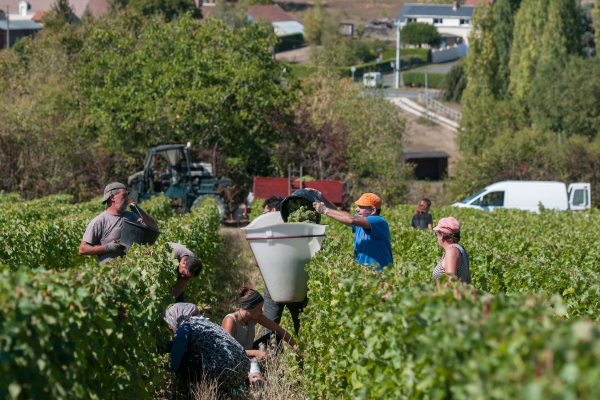 La vendange est en cours