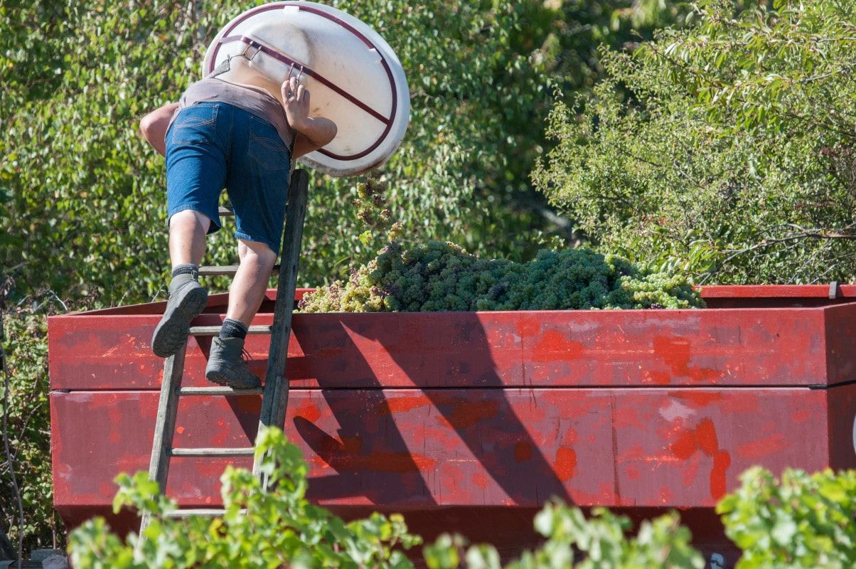 Un vendangeur vide la hotte dans la remorque